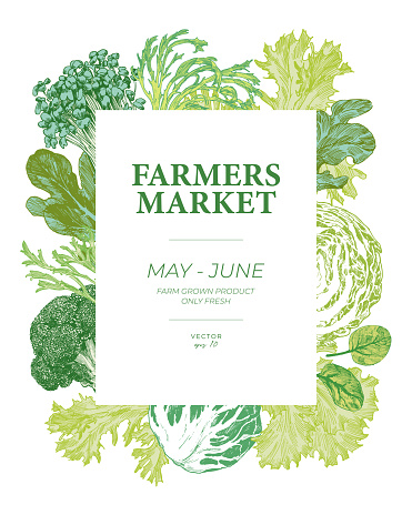 Farmers market vegetable poster. Hand drawn cabbage, lettuce leaves and microgreens. Engraved style graphic elements
