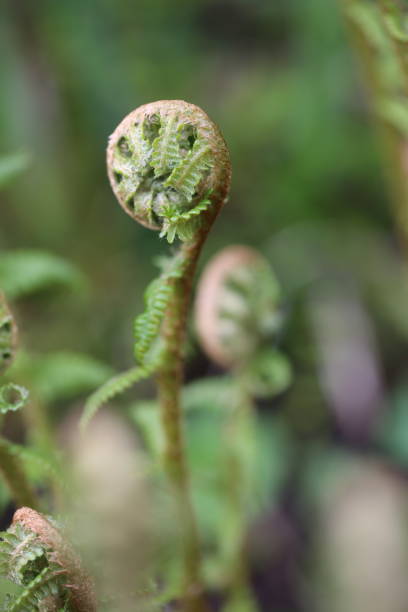 istock Young fern sprouts. Very delicate and elegante. 2058099528