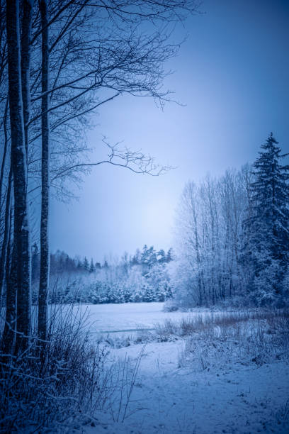 istock Beautiful forest landscape with snowy trees in overcast day. 2058107467
