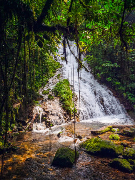 bwindi impenetrable national park, uganda. - albert schweitzer стоковые фото и изображения