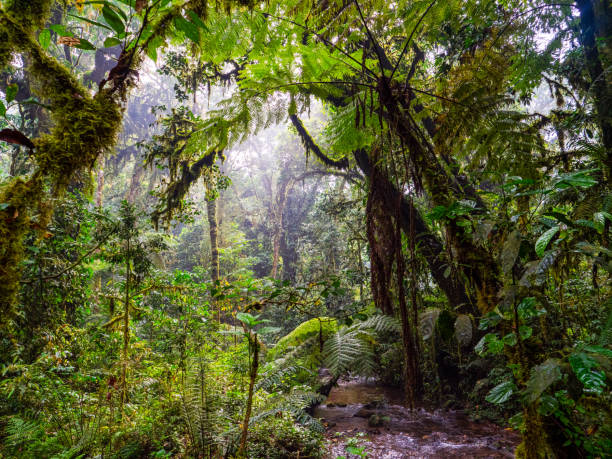 bwindi impenetrable national park, uganda. - albert schweitzer стоковые фото и изображения