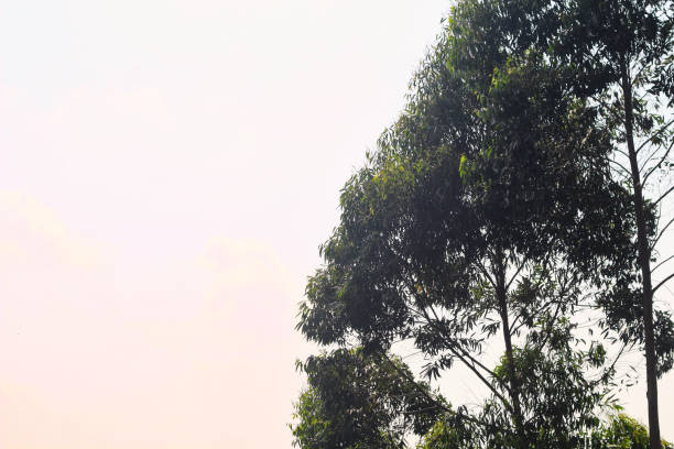 background of trees and sky