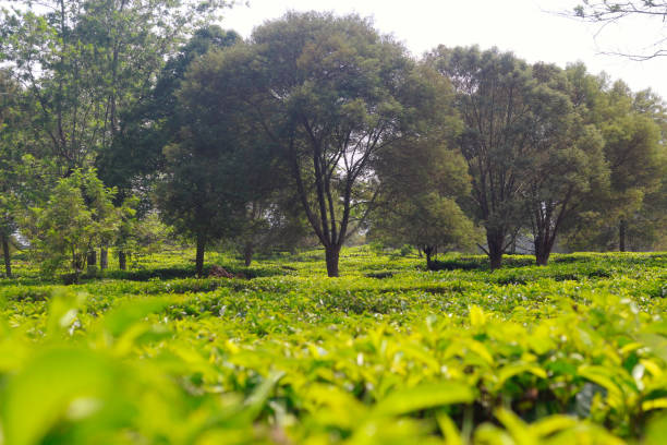 istock view of green tea plants 2058118669