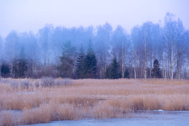 istock A beautiful snowy forest ner the field in overcast day. 2058119740