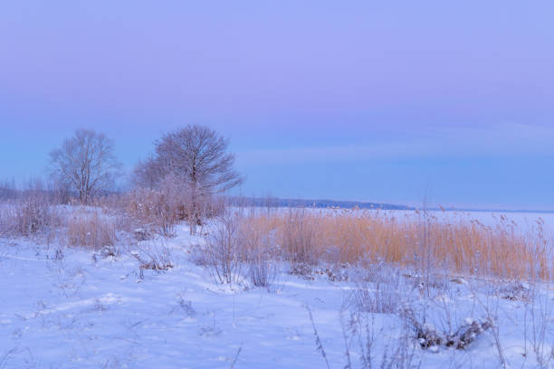 Snowy fields in a wintry landscape with hoarfrost on the trees