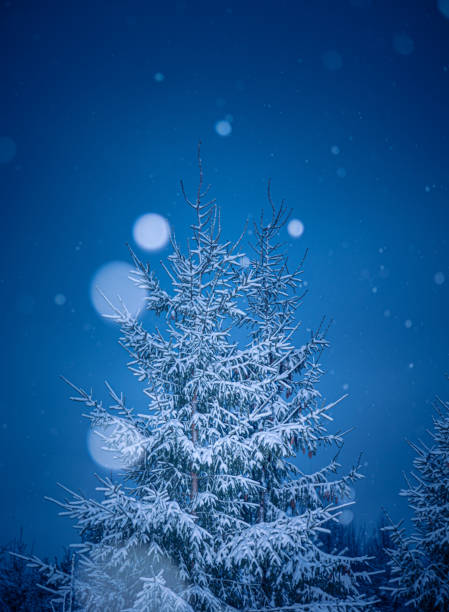 A beautiful forest landscape with falling snowflakes. Overcast winter day with snowy woodlands of Northern Europe.