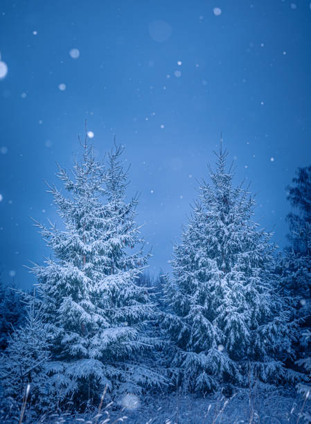 istock A beautiful forest landscape with falling snowflakes. 2058126304