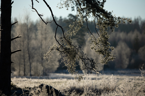 A beautiful sunny morning landscape of frosted trees in woodlands. Early winter scenery of Northern Europe.