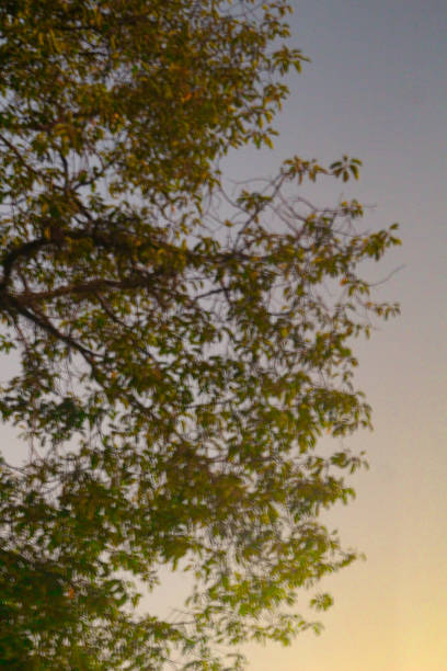 background of tree leaves and sky