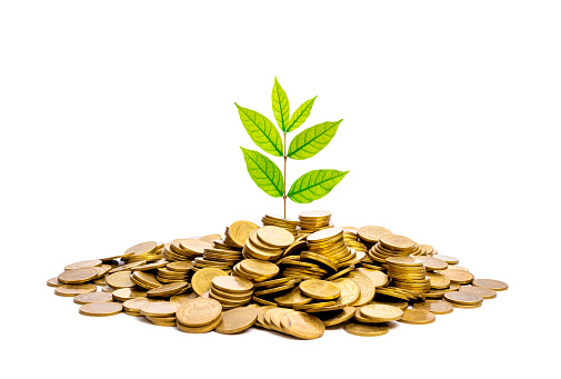 Plant growing from pile coins isolated on white background. Money, investment and interest concept