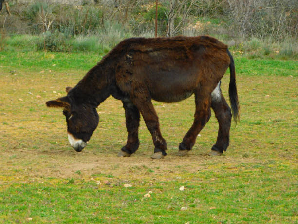 Donkey in the middle of a mountain field with sheep in the background on a sunny day