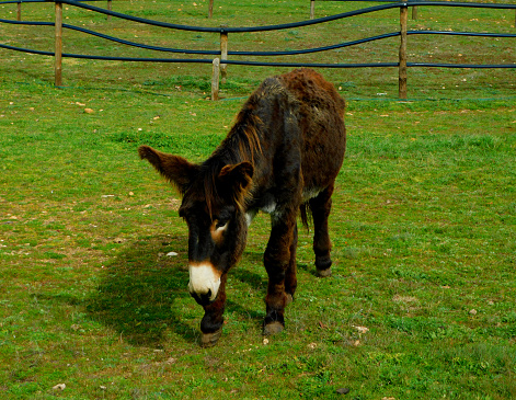 Brown Zamora donkey grazing in a green grassland meadow.