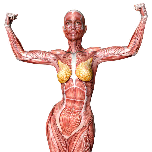3D rendering of a female figure with muscle maps isolated on white background