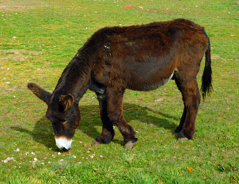 Brown Zamora donkey grazing in a green grassland meadow.