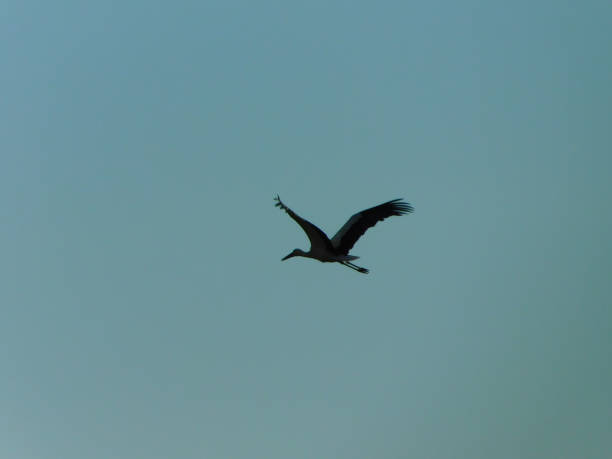 Stork migration in the sky in March