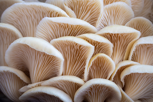 Mushroom close-up. Narrow depth of field.