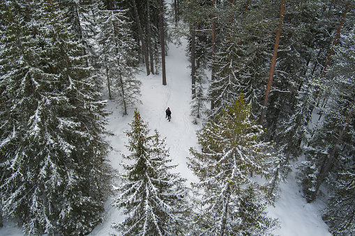 A young couple walks in a spruce forest in winter, photo from a drone. High quality photo
