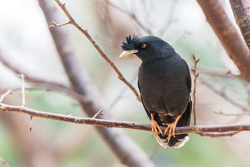 Bird Crested Myna (Formal Name: Acridotheres cristatellus)