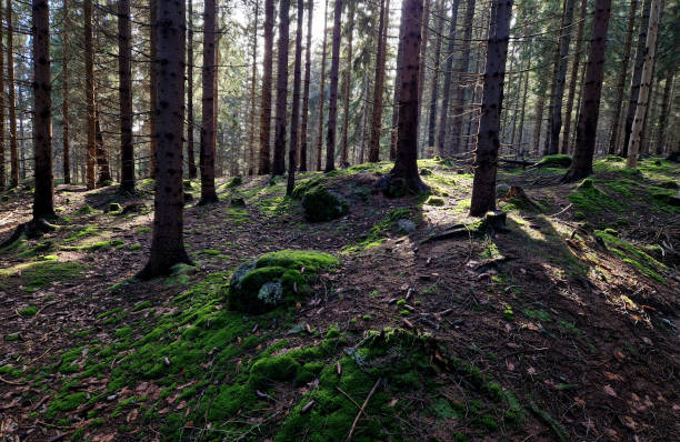 istock spruce monoculture desert is popular with mushroom pickers. the only undergrowth is mosses, which can still grow in deep shade. needles reliably mulch and suppress plants 2058178050