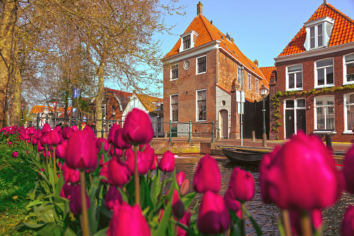 Scenic morning view of a canal walkway adorned with beautiful purple tulips in the historic center of  Binnenstad Hoorn, Netherlands.