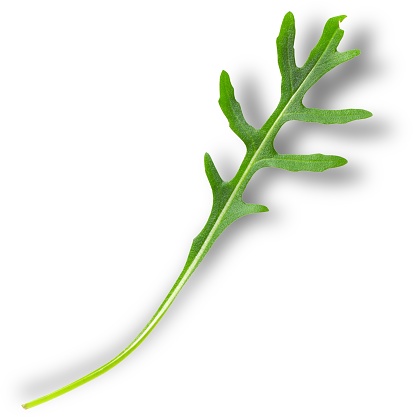 Arugula is an edible annual plant in the family Brassicaceae used as a leaf vegetable for its fresh, tart, bitter, and peppery flavor.