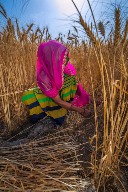 istock Young Indian woman cutting a wheat, India. 2058195162