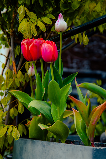 Close up view of in the front garden of a house in Amsterdam, red and white tulips planted in pots bloom during the tulip season in April. They look great with the spring greenery.