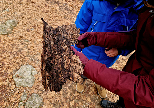 forester, experts from the University of Forestry came to investigate the bark beetle calamity. bitten paths under bark in bark are a sign of damage to the tree. holding a sample for laboratory in hand