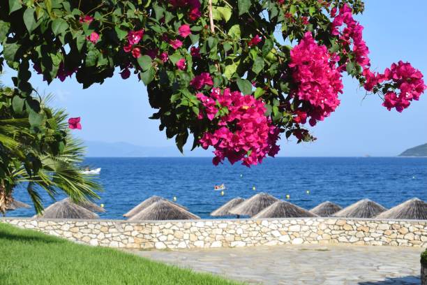istock Pink bougainvillea tree by the ocean in Greece 2058206531