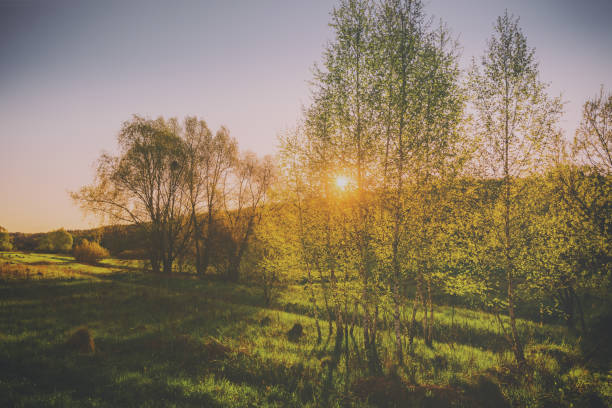 Sunset or sunrise in a spring field with green grass, willows and a clear sky. Springtime rural landscape. Vintage film aesthetic.