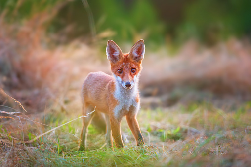 Young red fox standing in a field with soft focus background.