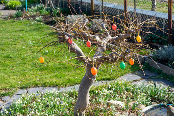 A bush traditionally decorated with colorful eggs for the Easter celebration.