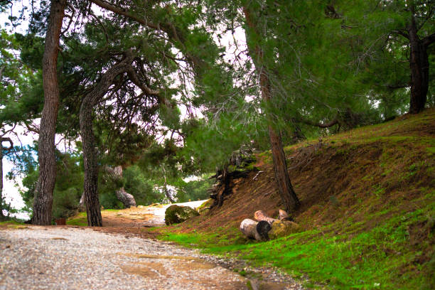 Pine-lined Path: A picturesque road winding through a serene landscape of tall pine trees, inviting you on a peaceful journey through nature