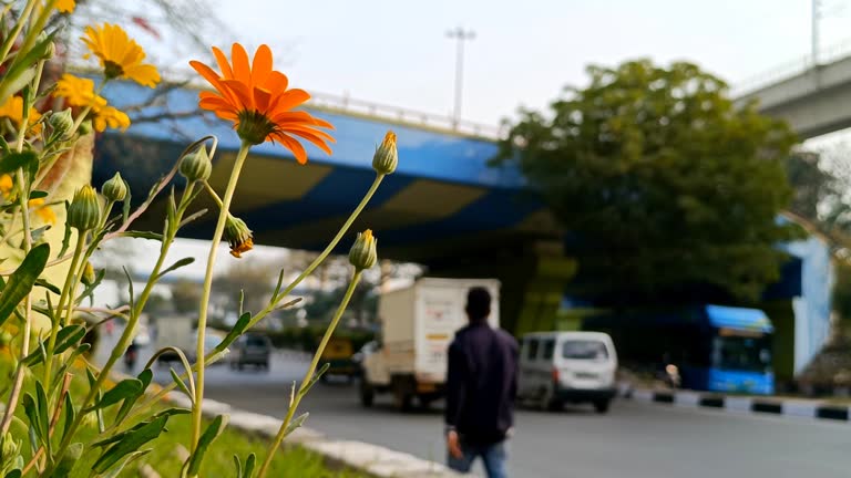 Dimorphotheca sinuate flower plant near ring road, Delhi, India