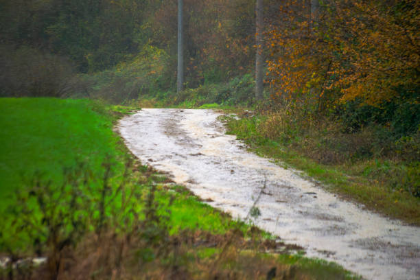 Glistening Path: Rain-kissed asphalt road in the heart of nature, creating a reflective and tranquil wet surface.