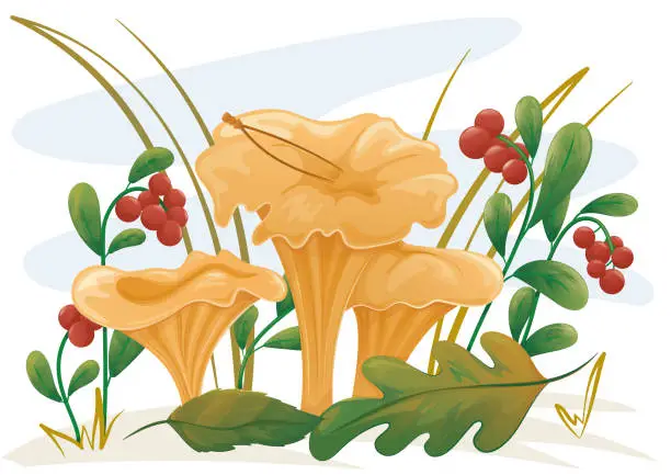 Vector illustration of chanterelle mushrooms and cowberries in wildlife