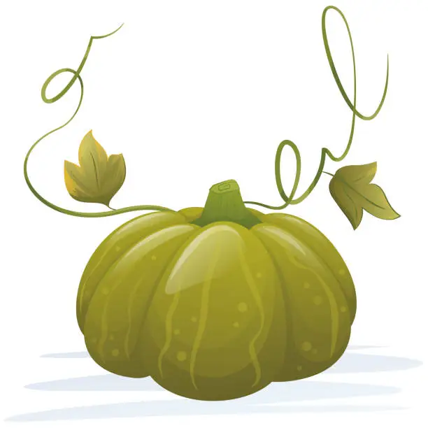 Vector illustration of Green pumplkin
