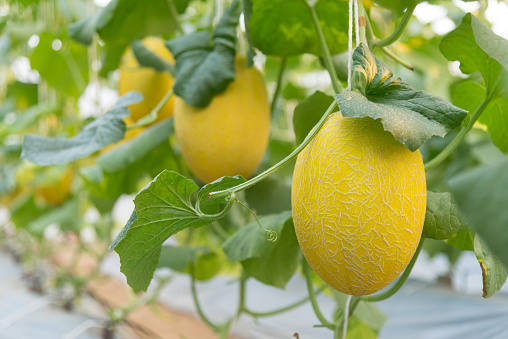 Closeup to Fresh Orange melon in greenhouse