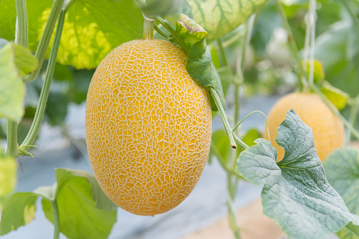 Closeup to Fresh Orange melon in greenhouse