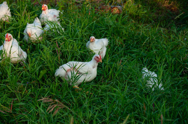 istock White Rock chickens outside in the grass. 2058247216