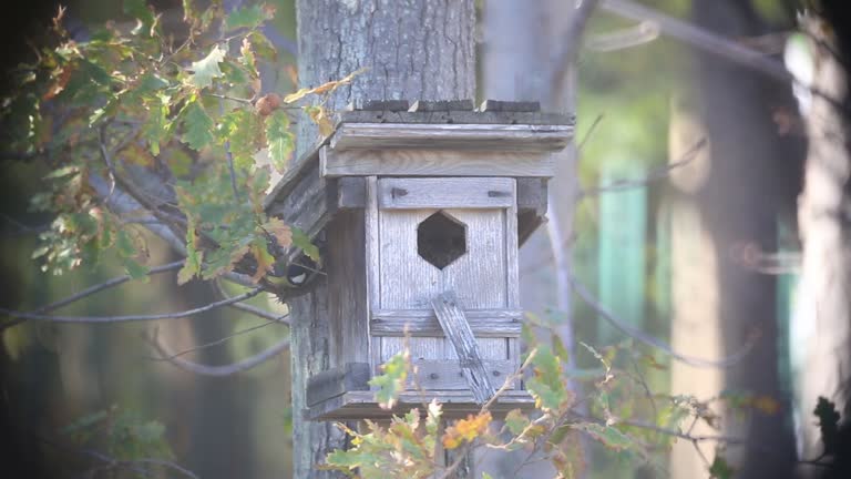 European goldfinch in new house