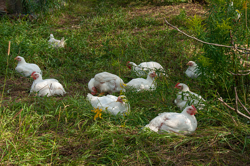 White Rock chickens are outside in the grass during summer. Young organic meat birds are being raised for chicken meat. (4-5 weeks old)