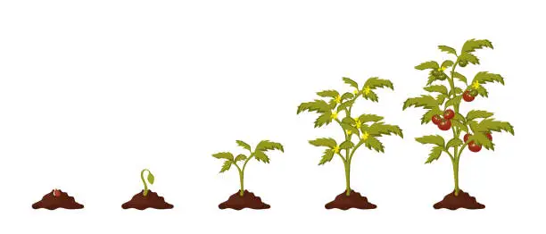 Vector illustration of The stage by stage growth of tomato plants. Tomato plant life cycle, leaves, flowers and fruiting stages. Vector illustration in flat style isolated on white background