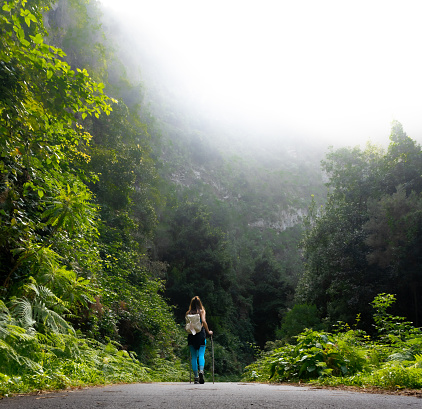 female hiker walking with poles on a path through the jungle with dense fog, in La Palma, Canary Islands, seen from the back, she looks tiny