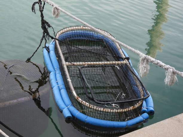 istock Bait fish trap in a Marina 2058281758