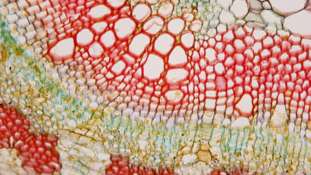 Cotton stalk. Cross section under microscope. 400x times magnification. HQ unique microstructure of plant. Microbotany. Breeding work. Increasing yield and productivity of cotton crop production