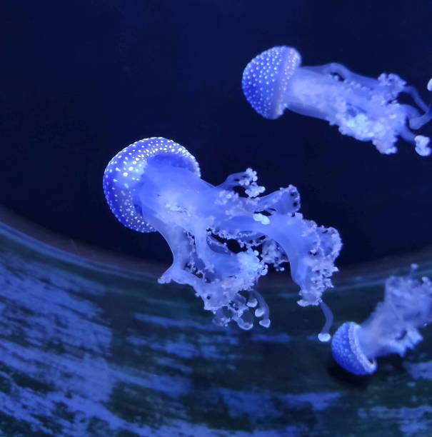 Blue jellyfish in the aquarium