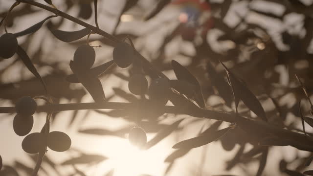 Olive tree with sunlight beams. A close up shot of olives. Silhouette
