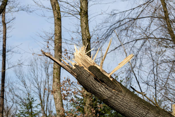 Tree in forest fell after windsnap. Broken tree trunk after storm and strong wind