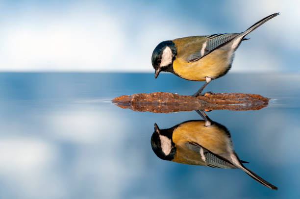 istock Great tit perched in a pond with water and a blue background. 2058321583